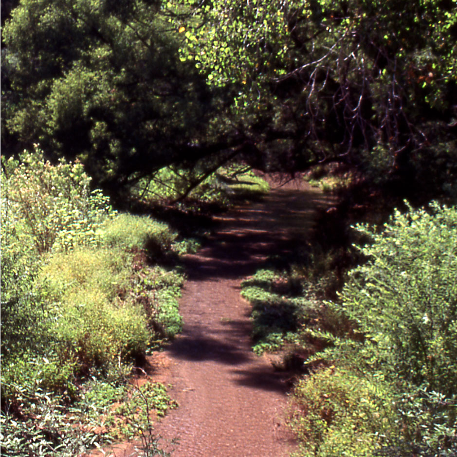 a healthy riparian areas with overhanging trees and other vegetation lining the banks.