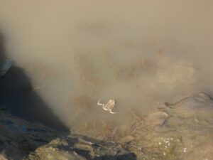 Frog in very silty water.