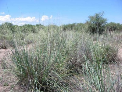 Big sacaton, Sporobolus wrightii