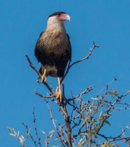 Crested caracara